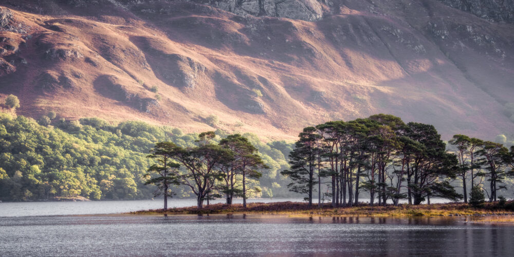 forrest on a loch on an island